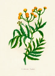 Common Tansy