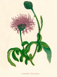 Greater Knapweed