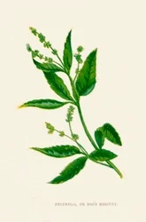 Perennial, or Dogs Mercury