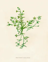Procumbent Pearl-Wort