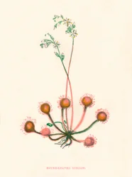 Round-Leaved Sundew, c. 1891