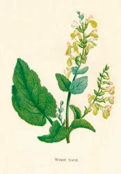 Wood Sage