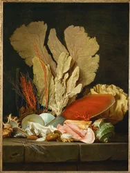 Sea Fans, Lithophytes, and Shells - Still-life with Shells and Coral