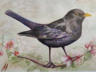 Blackbird and Cherry Blossoms
