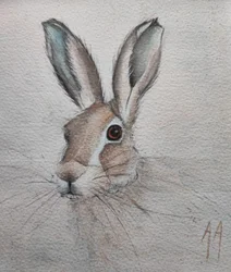 Gentle Hare Portrait