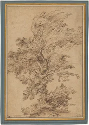 Study of a Tree