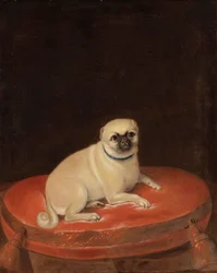 Pug