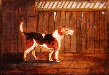 A Hound