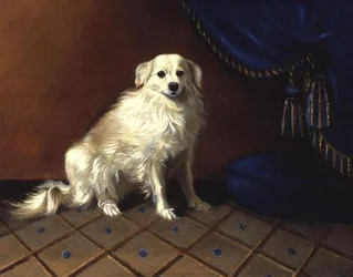 A Toy Dog