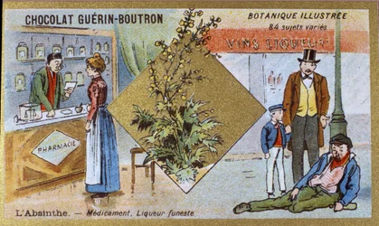 Absinthe: medicine and deadly liqueur. Engraving. Advertising chromolithography for Guerin-Boutron chocolates, late 19th century. Illustrated Botanical Series.