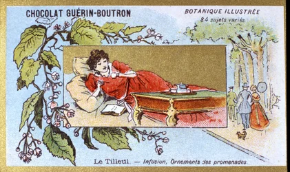Linden: infusion, ornaments of walks. Advertising chromolithography for Guerin-Boutron chocolates, late 19th century. Illustree Botanical Series