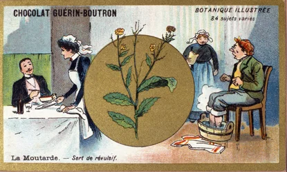 Mustard Serves as a Revulsive (engraving, chromo). Advertising Chromolithography for Guerin-Boutron Chocolates, Late 19th Century. Illustree Botanical Series