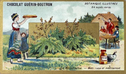 Rhubarb: Russian Food and Medicine (engraving, chromo). Advertising Chromolithography for Guerin-Boutron Chocolates, Late 19th Century. Illustree Botanical Series