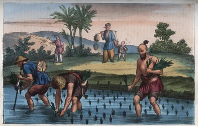 Rice plantation, China (the rice) - engraving from “Usi e Costumi di Tutti i Popoli dell