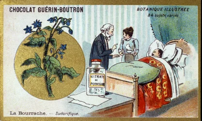 The borage, diaphoretic. Advertising chromolithography for Guerin-Boutron chocolates, late 19th century. Illustree Botanical Series