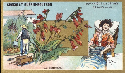 The Digital. Engraving (chromo). Advertising Chromolithography for Guerin-Boutron Chocolates, Late 19th Century. Illustrated Botanical Series.