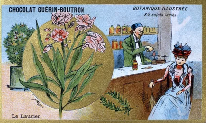The laurel. Advertising chromolithography for Guerin-Boutron chocolates, late 19th century. Illustrated Botanical Series