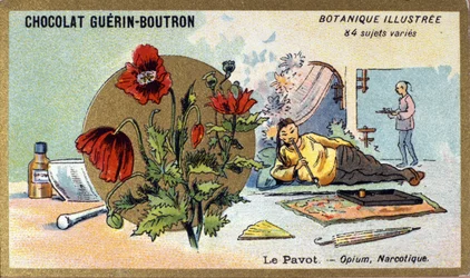 The Poppy: Opium, Narcotic (engraving, chromo). Advertising Chromolithography for Guerin-Boutron Chocolates, Late 19th Century. Illustree Botanical Series