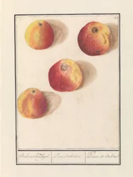 Bohemian Apple