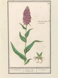 Brede Orchis (Dactylorhiza majalis)
