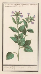 Spotted Lungwort (Pulmonaria officinalis)