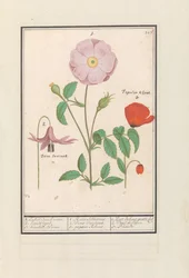 Dogtooth Violet, Wild Rose, and Poppy