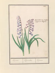 Hyacinth (Hyacinthus orientalis)