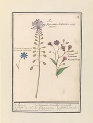 Tassel Hyacinth (Muscari comosum) and Cornflower (Centaurea)
