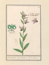 Laughing Bumblebee Orchid (Ophrys bombyliflora) and Anemones (Anemone)