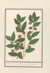 Olive (Olea europaea) / Laurel Tree / Bacca Laurus / Laurel
