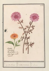Pink Flower (unknown) and Marigold (Calendula officinalis)