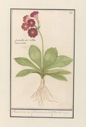 Primrose (Primula)