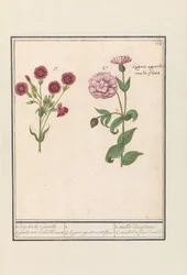Two Carnations (Dianthus)