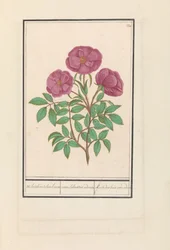 Wild Rose (Rosa)