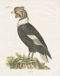 Andean Condor