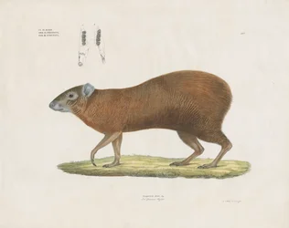 Common Agouti with Dental Details