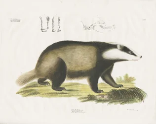 European Badger with Skull Illustration