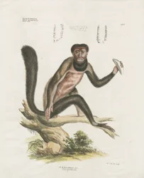 Red Howler Monkey with Anatomical Details