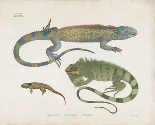 Scaled Lizards from Various Habitats