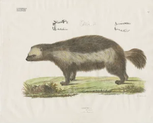 Wolverine with Dental Details