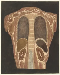 Anatomical Study of the Organs in the Chest, Seen from the Back