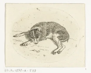 Lying Dog