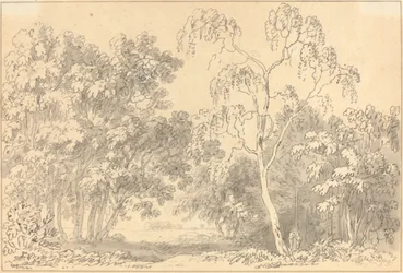 Wooded Landscape
