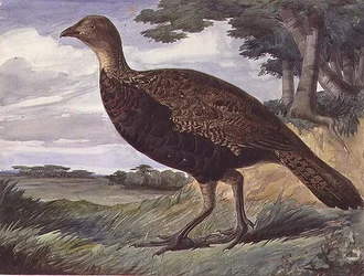 Pheasant and Greyhen Hybrid