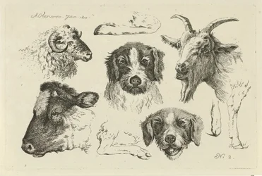Animal Heads and Legs, Studies of Cows, Sheep and Goats (series title)