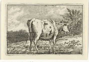 Cow Standing in a Puddle