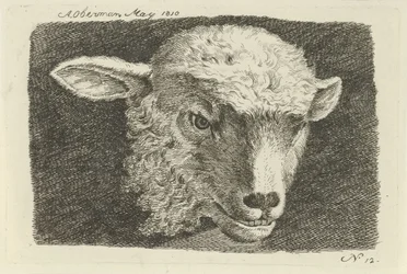Head of a Lamb (series title: Studies of Cows, Sheep, and Goats)