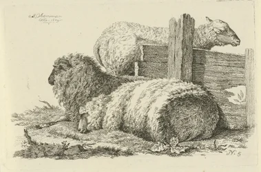 Lying Sheep and Ram Studies of Cows, Sheep, and Goats (series title)
