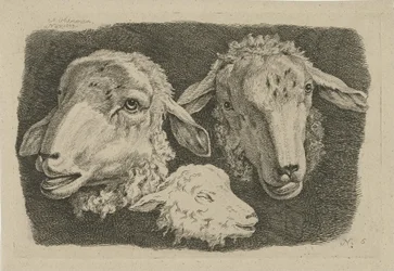Two Sheep Heads and a Lamb Head (Studies of Cows, Sheep, and Goats series)
