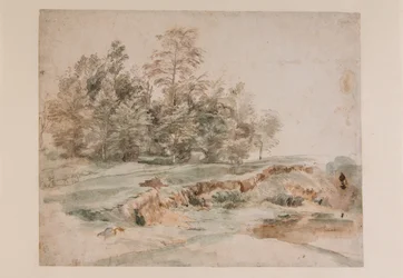 A clump of trees by a wooded road